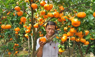 Ngắm vườn quýt hồng trĩu quả của nông dân Đồng Tháp