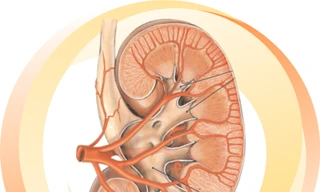 Ghép thận tối đa 3 lần