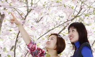 Ngắm hoa Anh Đào ở Berlin