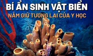 Bí ẩn những sinh vật biển lâu đời nhất hành tinh nắm giữ tương lai của y học