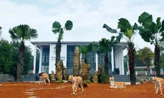 Di dời 5 tượng hổ 'ốm đói', dị dạng ở thị xã Phú Thọ