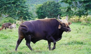 Ông Nguyễn Văn Chuẩn đang dẫn đàn bò tót nuôi về rẫy, chiều 1/0. Ảnh: Việt Quốc.