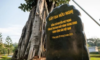 Cây đa đặc biệt trong khuôn viên cửa khẩu Hữu Nghị Việt - Trung