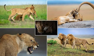 Ảnh hiếm về sư tử châu Phi trước bờ vực tuyệt chủng 