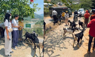 Hoa hậu Kỳ Duyên trở lại vùng lũ, mua dê tặng bà con ở Nam Trà My