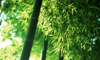 Trồng tre trên dãy Trường Sơn 