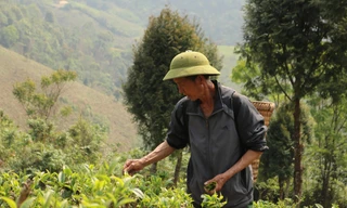 Ðồi chè của gia đình ông Dềnh Vả Hùa