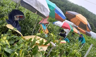 Nông dân Hòa Vang thu hoạch nông sản trong trang trại ở quận Yeongyang (tỉnh Gyeongsangbuk, Hàn Quốc). Ảnh: P.M