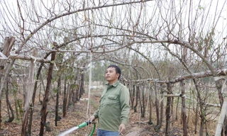 Từ nghề đi “săn” đào bán Tết, nhiều người dân thôn Ðồng Cống biết trồng đào mang về hàng trăm triệu đồng/năm