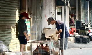 Nhiều người chọn mua gia cầm sống ở chợ truyền thống rồi nhờ giết mổ tại chỗ vì tiện lợi, tươi ngon Ảnh: Nhàn Lê