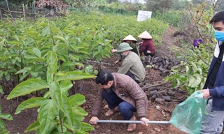 Mô hình vườn ươm giống cây hồng Việt Cường, giống cây đặc sản quý của Thái Nguyên tại Trường Đại học Nông lâm Thái Nguyên