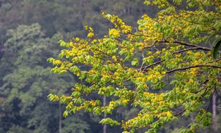 Những cây mai trong dáng nghiêng từ vách núi tỏa xuống tựa như dòng thác vàng