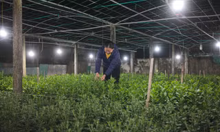 Tranh thủ buổi tối, bà Trần Thị Vân ( xã Nghi Hoa, huyện Nghi Lộc, tỉnh Nghệ An) ra vườn chăm sóc hoa Tết