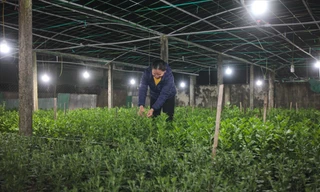 Tranh thủ buổi tối, bà Trần Thị Vân ( xã Nghi Hoa, huyện Nghi Lộc, tỉnh Nghệ An) ra vườn chăm sóc hoa Tết