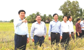 Ông Phạm Văn Hiểu (bìa trái) kiểm tra, khảo sát tình hình sản xuất nông nghiệp trên địa bàn TP Cần Thơ