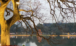 Theo phương án thiết kế cải tạo, nâng cấp vườn hoa Lý Thái Tổ sẽ phải chặt hạ và dịch chuyển 25 cây xanh, do các cây xanh này nằm trên đường dạo và trên hệ thống nhạc nước của dự án. Ảnh: Long Vân 