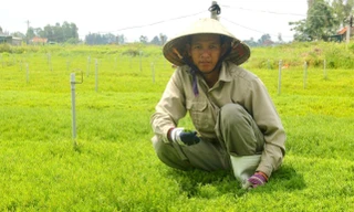 Những khoảnh đất nhiễm mặn đã đượcanh Trần Văn Quân (ở Hoàng Mai, Nghệ An) phủ kín rau nhót