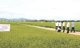 Lãnh đạo tỉnh Thanh Hóa thăm vùng tích tụ sản xuất lúa tập trung theo hướng hữu cơ đạt tiêu chuẩn VietGAP của HTX Định Long, xã Định Long, huyện Yên Định