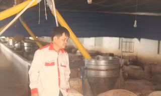 Ông Quê với hệ thống đường ống dẫn thức ăn kết nối với điện thoại di động