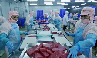 Hoạt động chế biến thủy sản xuất khẩu của một doanh nghiệp phía Nam. Ảnh: Như Ý