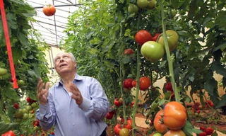 Cố giáo sư Nachum Kedar (trong ảnh) và giáo sư Haim Rabinowitch đã đặt nền móng cho canh tác cà chua hiện đại của Israel (năng suất cà chua cao nhất thế giới - 300 tấn/ha). Ảnh: Nati Shohat