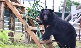 Xóa kiếp 'sống mòn' cho gấu nuôi