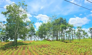 Tàn dư của đại dự án là những cây cao su còn sót lại