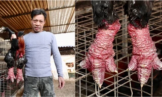 Dự kiến trong dịp Tết năm Giáp Thìn, gia đình anh Nam sẽ cung ứng ra thị trường hơn 2.000 con gà Đông Tảo thương phẩm và 400 con gà biếu, tặng