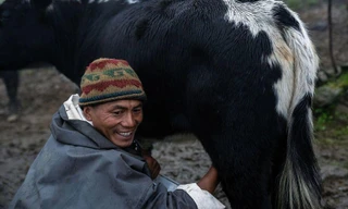 Anh Pasang vắt sữa bò để làm phô mai chhurpi 