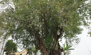 Cây thị hơn 1.100 năm tuổi