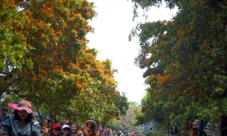 Hàng cây trang bên suối Tà Má thu hút khách đến tham quan du lịch dịp nở hoa. Ảnh: Trương Định