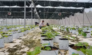 Mô hình nông nghiệp sạch đang là hướng đi đúng để tạo nên những sản phẩm mang thương hiệu Làng TNLN Quảng Châu