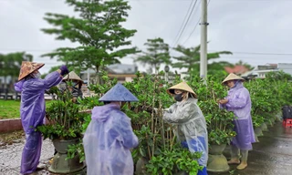 Các vườn mai đang tất bật trẩy lá chuẩn bị cho Tết. Ảnh: Trương Định