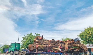 Xe siêu trường siêu trọng di chuyển "cụ" đa 200 tuổi đến nơi ở mới. Ảnh: NN