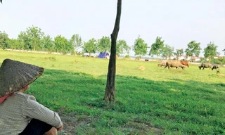 Nhiều dự án bỏ hoang đất tại Mê Linh, Hà Nội gây lãng phí lớn