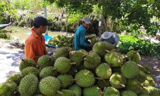 Sầu riêng sẽ là nông sản xuất khẩu mang lại kim ngạch lớn khi Trung Quốc mở cửa. Ảnh: Cảnh Kỳ