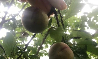 Quả mận máu. Ảnh: H.D