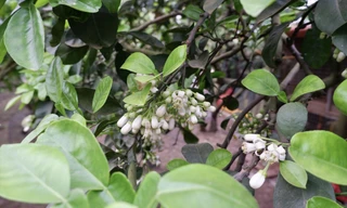 Những chùm hoa bưởi trắng phau tại vườn nhà anh Dũng. Ảnh: Việt Khôi