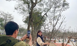 Người Hà Nội thích thú 'ăn chơi' hết tháng Giêng với hoa lê rừng