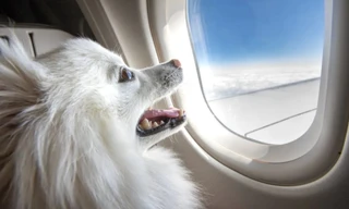 Chi 200 triệu đồng mua vé máy bay cho thú cưng