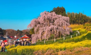 Lý do khách Việt đến Nhật Bản liên tiếp phá vỡ kỷ lục