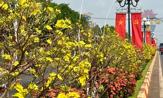 Hình ảnh cả ngàn cây mai trên quốc lộ khoe sắc đúng dịp Tết