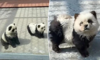 Lạ lẫm hình ảnh 'chó gấu trúc' 