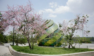 Kỳ lạ hoa mai anh đào rực rỡ nở trái mùa ở Đà Lạt 