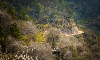 Thảm thực vật đẹp mê mẩn trên đường trekking đỉnh Lùng Cúng