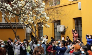 Đổ xô, chen lấn chỉ để check-in với một cây hoa 