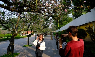 Thích thú check-in với hoa ban trên cung đường bình yên nhất Hà Nội