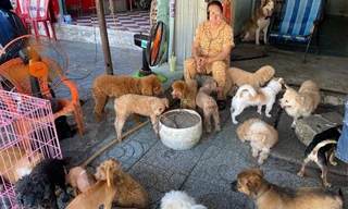 8 năm không dám bồng con đi dạo vì hàng xóm nuôi gần 100 con chó, mèo