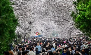 Mùa hoa anh đào Hàn Quốc thất bại hoàn toàn 
