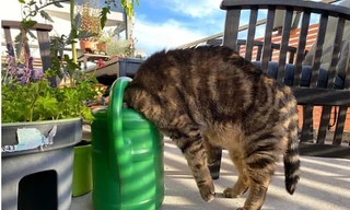 'Cười rớt hàm' trước loạt tư thế quái đản của loài mèo khiến chủ nhân không ít lần hết hồn